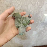 کوتوله برزیلی