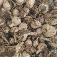 فروش و خرید موسیر کوهی و کشت