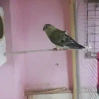 اوازه خوان ماده