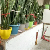 گل با گلدان