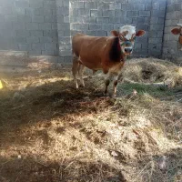 جلب فروشی