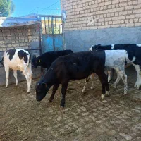 گوساله نرسمینتال