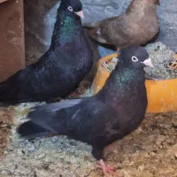 کبوتر زاغ آبادانی