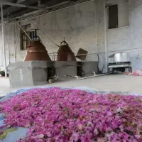 گلاب اصل کاشان
