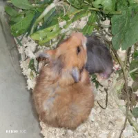 همستر نر و ماده(ماده باردار می‌باشد)