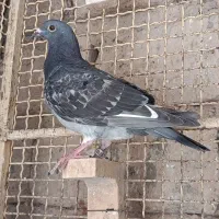 عروسک|اسباب‌‌بازی|ایرانشهر, |دیوار