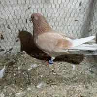 کفتر