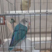 کوتوله برزیلی