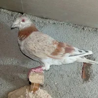 سار اگون قلدر