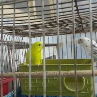 کوت عبدالله خیابان ۸فرعی ۳ پیش بازارچه