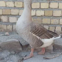 غاز نر دورگ