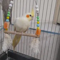 معاوضه عروس هلندی با قناری