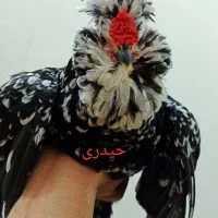 گلین