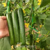 فروش کلی خیار گلخونه کیفیت مناسب