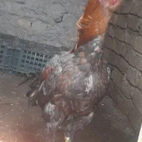 مرغ وخروس لاری|حیوانات مزرعه|قزوین, |دیوار