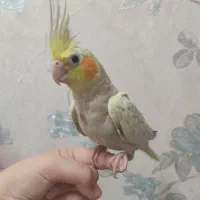 عروس هلندی جوان تازه خور شده