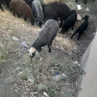 بره ماده درجه یک