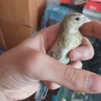 جوجه سهره قناری