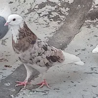 کبوترجوجه سفید گم شده
