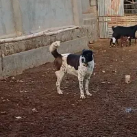 سگ گله