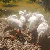 ۶عددغاز خالماگوری