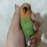 جوجه کوتوله ۳ماهه یک ملیون و‌هشتصد