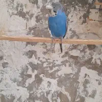 فروش عیدانه مرغ عشق پروانه ای وانگلیسی دوفنچ