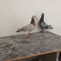 کبوتر|پرنده|مسجد سلیمان, |دیوار