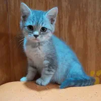 گربه بریتیش