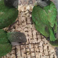 جوجه سنگال و مولد سنگال