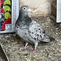 قره ابلق کرمونی خالدم سار