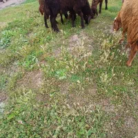 ۵ عددبره نر ماده
