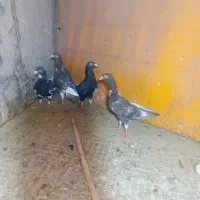 کفتر|پرنده|یزد, |دیوار