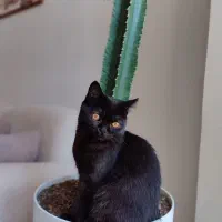 گربه بریتیش ۵ماهه