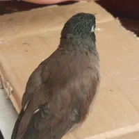 چند عدد جوجه مینا یک ماهه