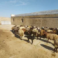 فروش 80رآس میش وبره