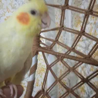 عروس هلندی نر