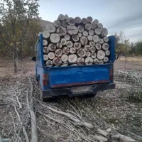 خریدار درختان ترو خشک باغی هرس کاری درختان بلند