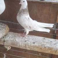 ماده شازده سرور