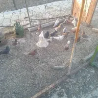 کبوتر