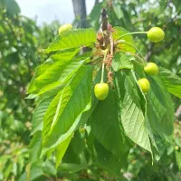 فروش  گیلاس باغی رو زمین
