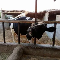 گاو