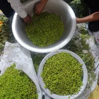 بنشک|خوردنی و آشامیدنی|فسا, |دیوار