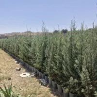 فروش  انواع سرو وکاج