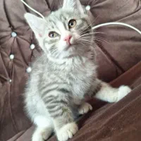 بچه گربه اسکاتیش کراس