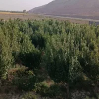 فروش-فوری-باغ-گوجه-سبز