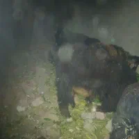 چندتاکهره نرچاق