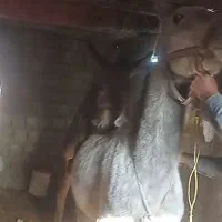 الاغ رمه مادیون روْ