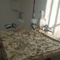 کفتر شامی دم سفید جوجه