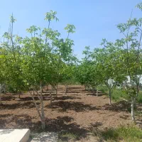 فروش باغ ۱۸۰۰ متری